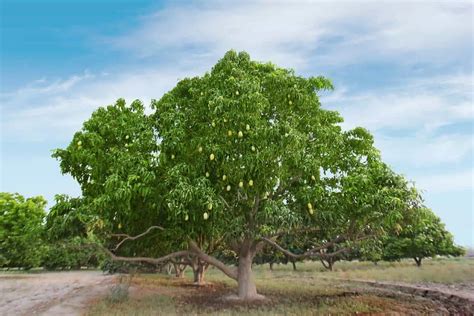  ¿El Hombre del Árbol de Mango? Una Exploración Mística del Destino en la Tailandia Antigua!