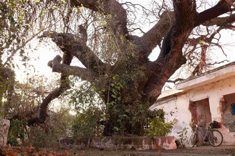  ¿La Abuela Árbol: Una Historia de Sabiduría ancestral y el Poder de la Naturaleza?