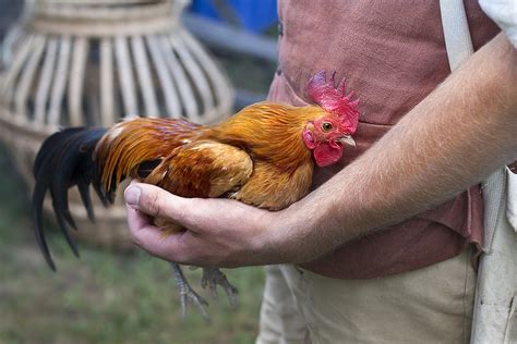  ¿Recuerdan el Rabid Rooster? Un cuento americano antiguo que nos hace cuestionar la naturaleza de la avaricia!