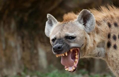  The Crying Hyena Unmasking the Fear of the Unknown in 16th Century South Africa!