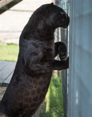  ¡La Leyenda del Leopardo Negro: Una Exploración Mística de la Naturaleza Humana!